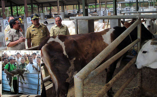 Harga Daging Sapi Naik karena Ketentuan Kemenkeu, Bukan Lantaran Kebijakan Kementan, kata Legislator